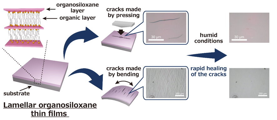 Functional organosiloxane-based materials